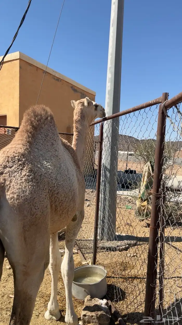 للبيع حاشي مفرود ناهي 5