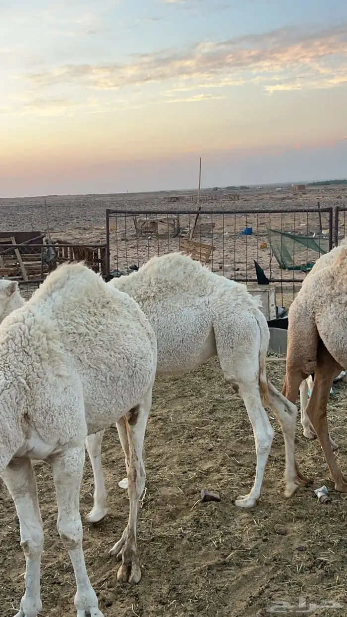 4 قعدان عدلات وطيبات 4