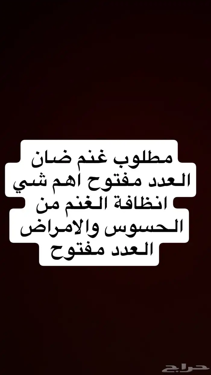 مطلوب غنم اللبيع جمله العدد مفتوح 0