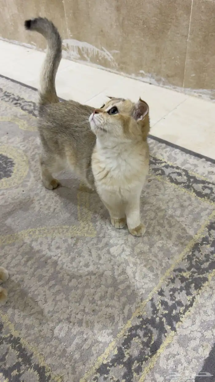 قطط سكوتش بيور للبيع 3