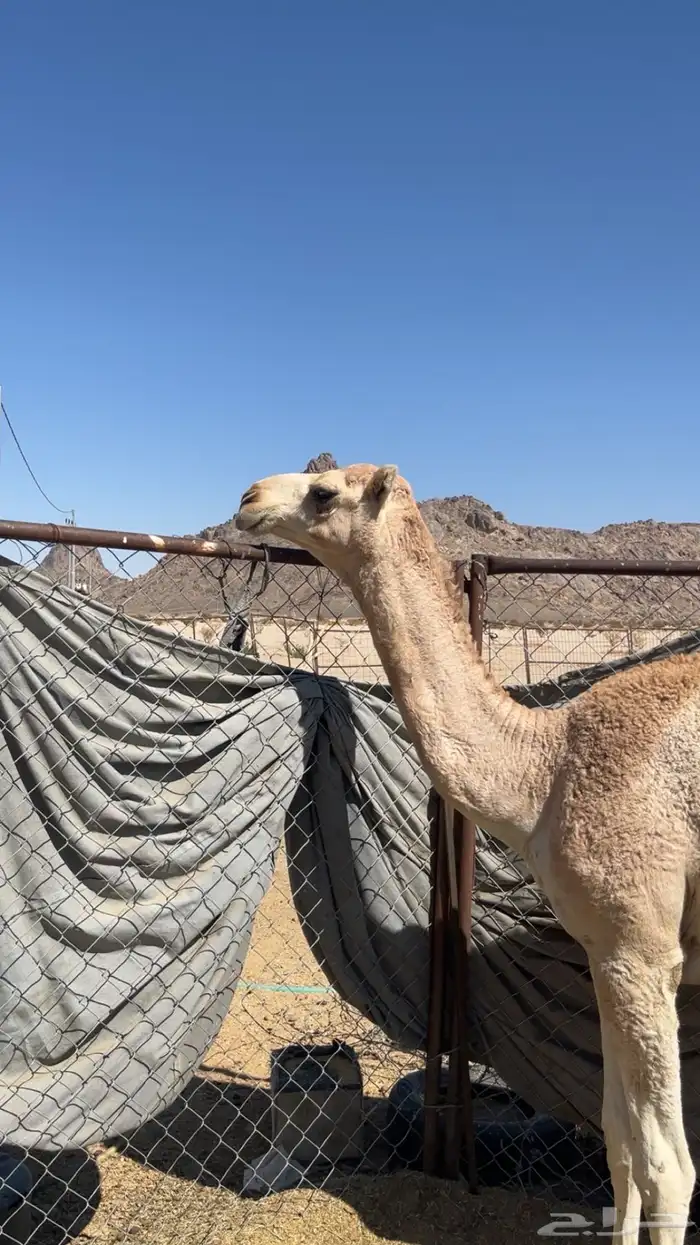 للبيع حاشي مفرود ناهي 4