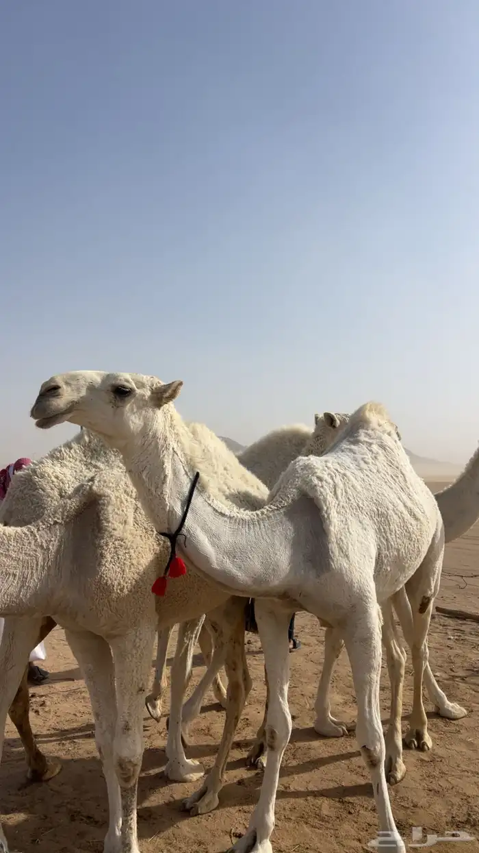 بكره باتليه مزيونه حقه تدخل فى اللقى بنص رمضان الجاي 2