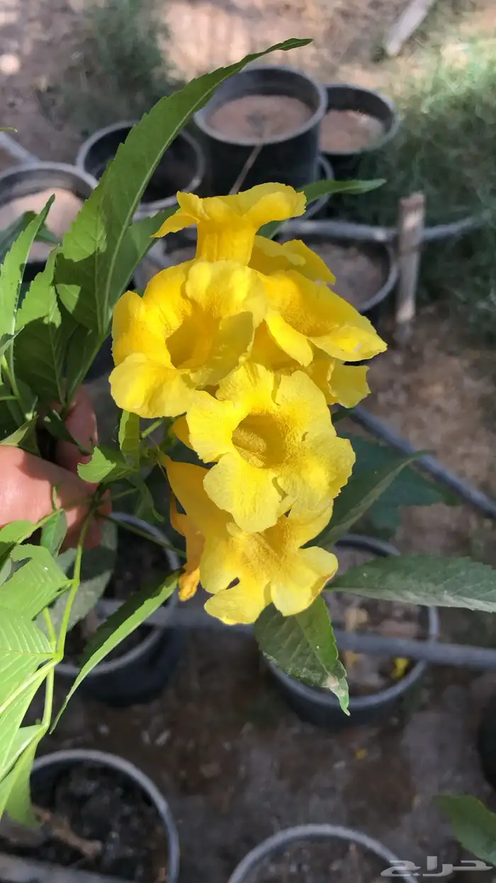 شتلات واشجار خدمة توصيل الرياض والخرج 28