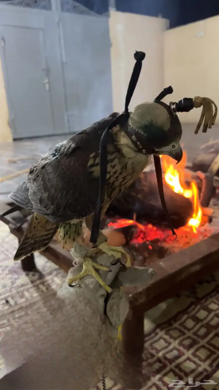 شاهين جبلي 2