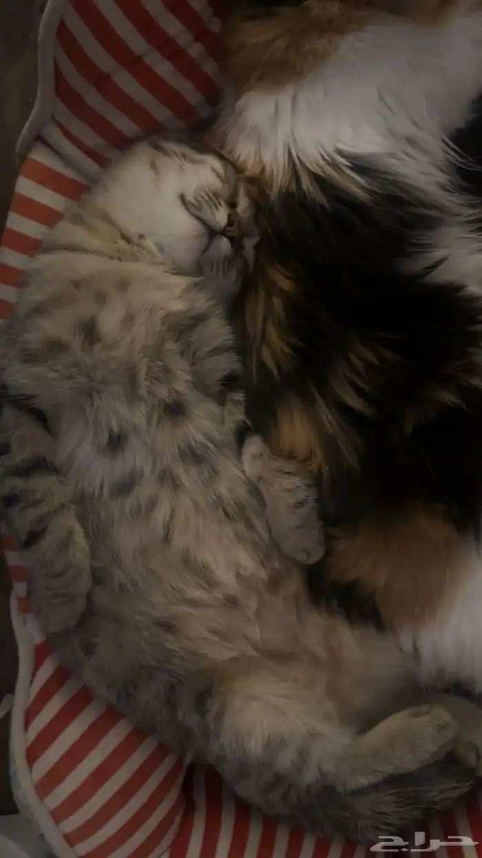 قط ذكر للتبني 1