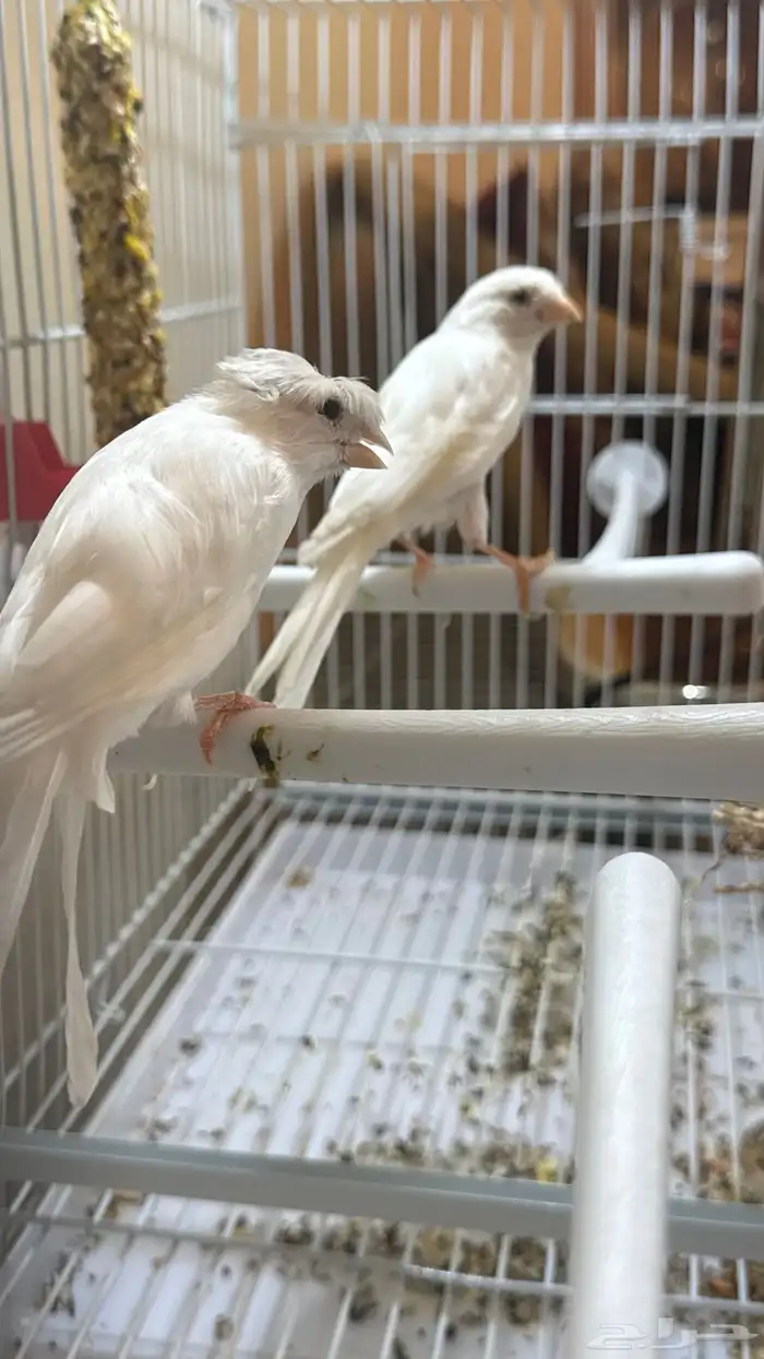 جوز كناري سوري 2