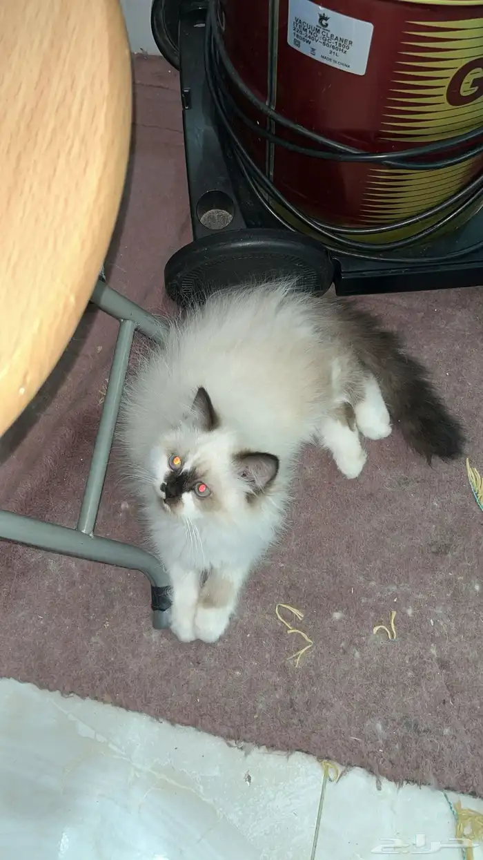 شيرازي العمر ثلاثة شهور إلى خمسة شهور واحد 450 2