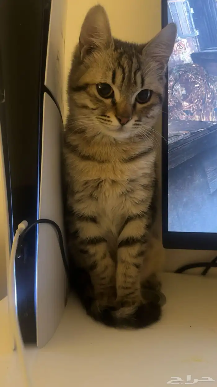 قط ذكر للتبني 0