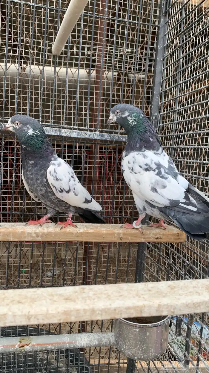 حمام باكستاني مع بيض من الأساسيات 1