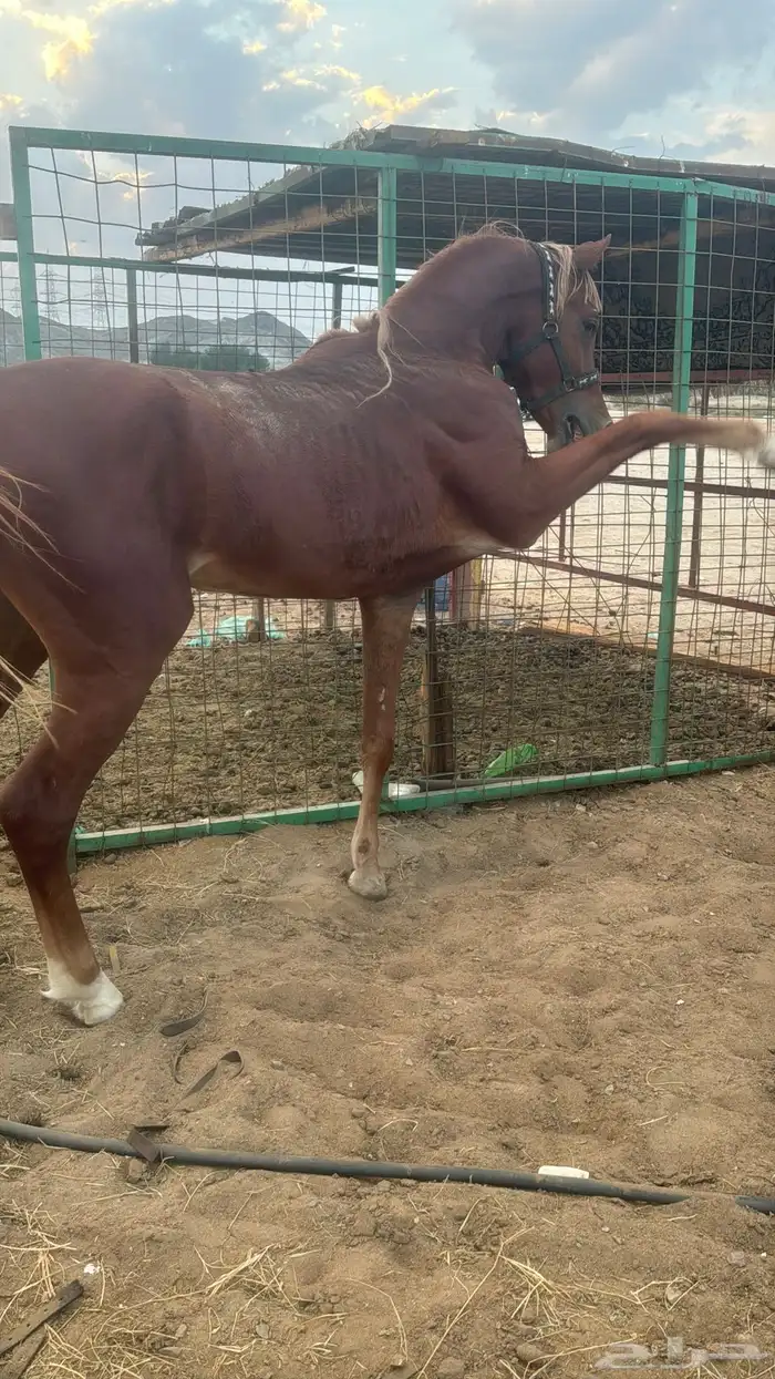 البيع حصان شعبي شيخ 0