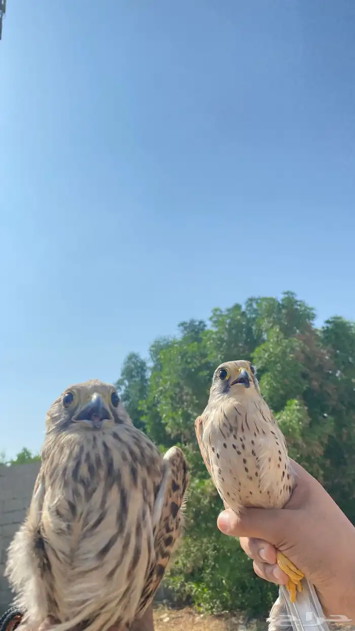 موجود شبوط للبيع ب150 العدد 2 0