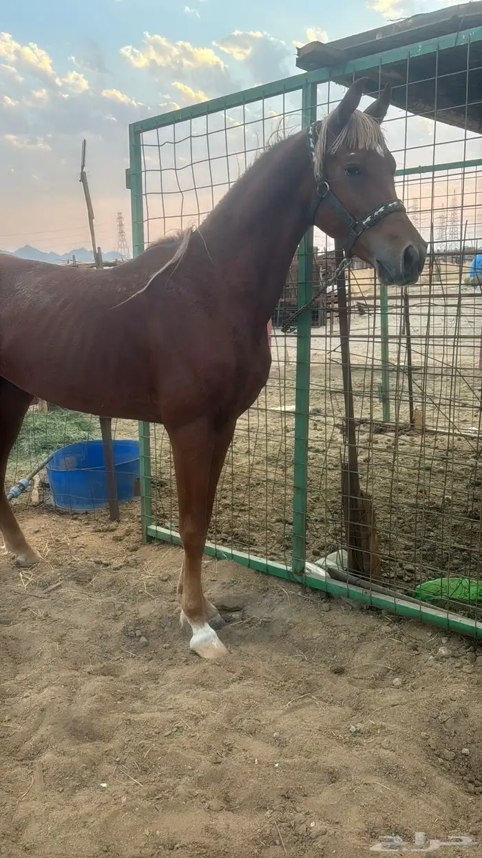 البيع حصان شعبي شيخ 3