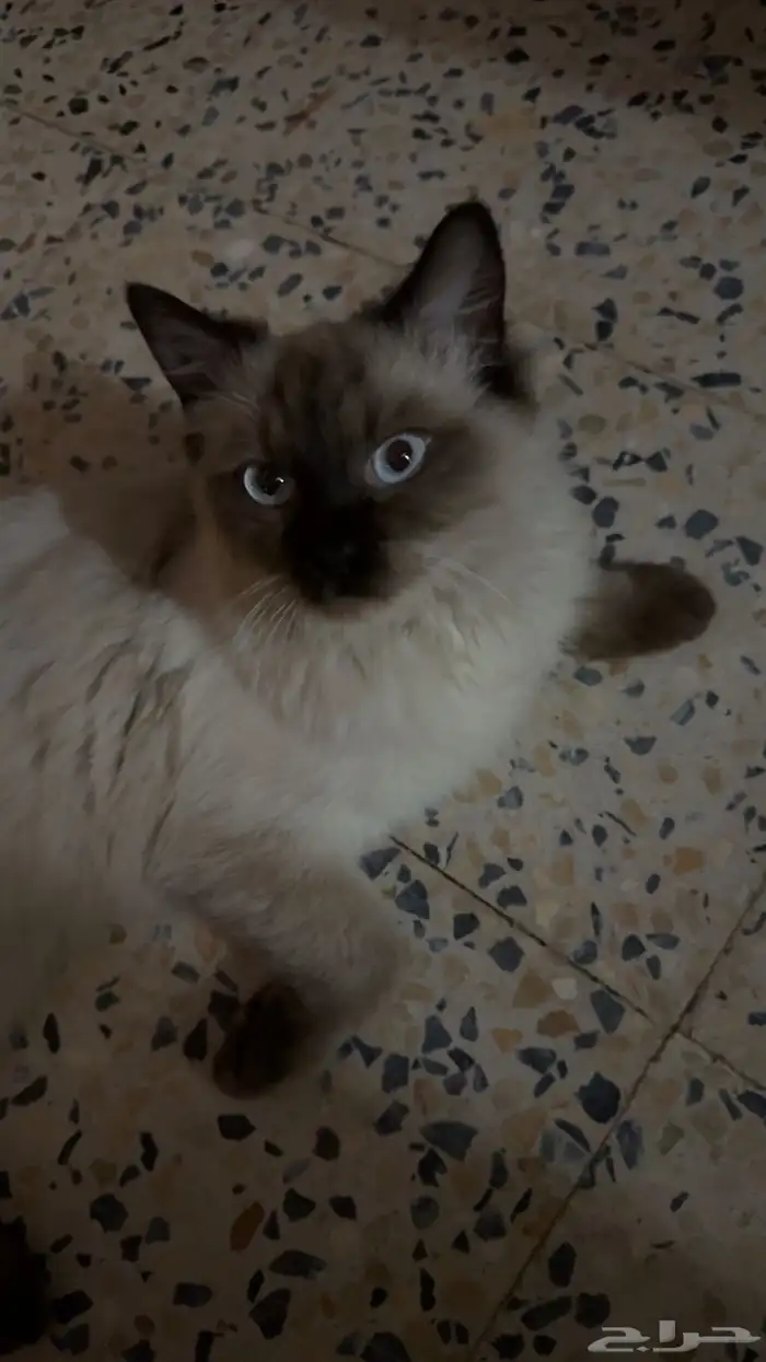 قطه 3