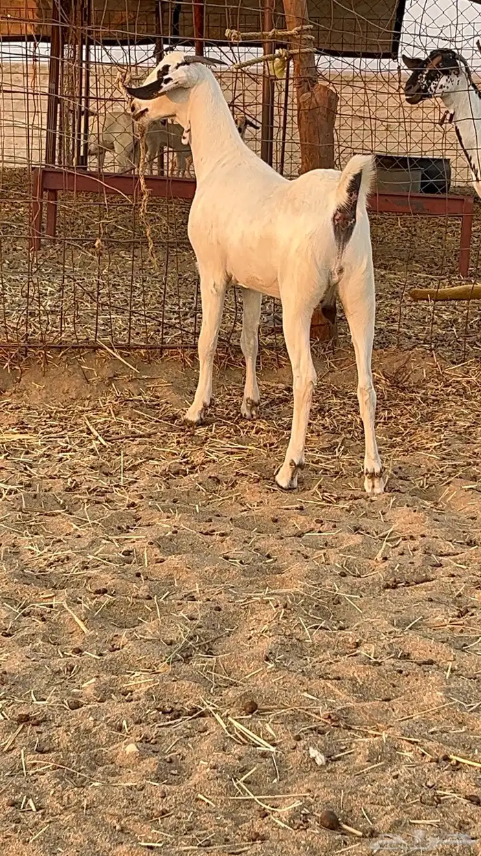 جفره بيشيه 2