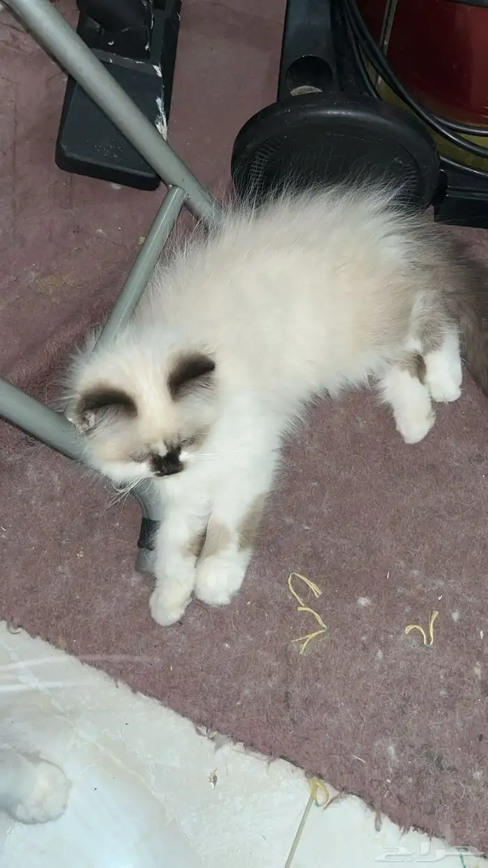 شيرازي العمر ثلاثة شهور إلى خمسة شهور واحد 450 4