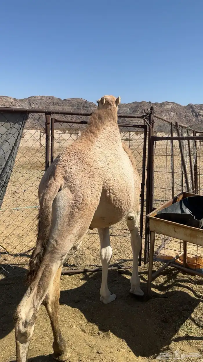 للبيع حاشي مفرود ناهي 0