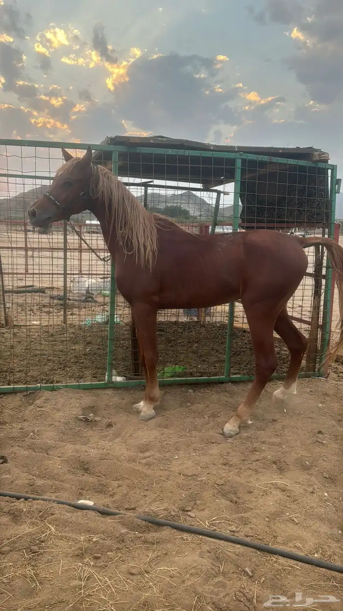 البيع حصان شعبي شيخ 7