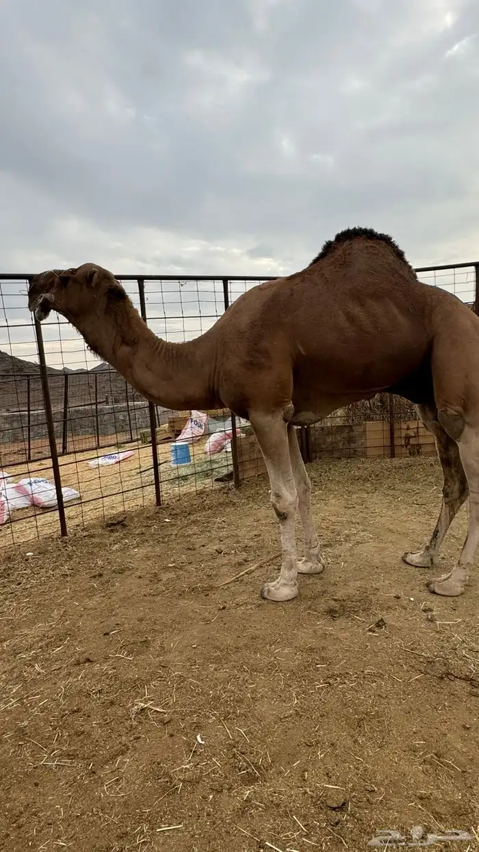 للبيع بعير احمر 3