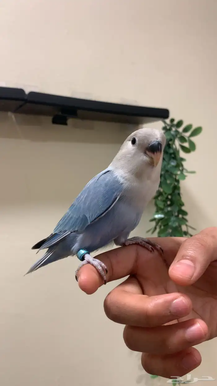 (مباع) روز بلو اليف جد ا هدد نشبه مفطوم (فاخر) 2