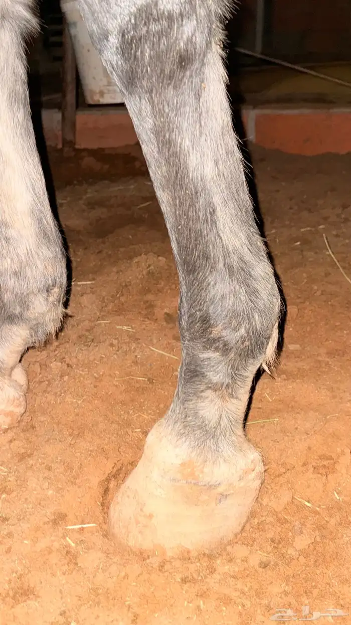 حصان انقليزي 1