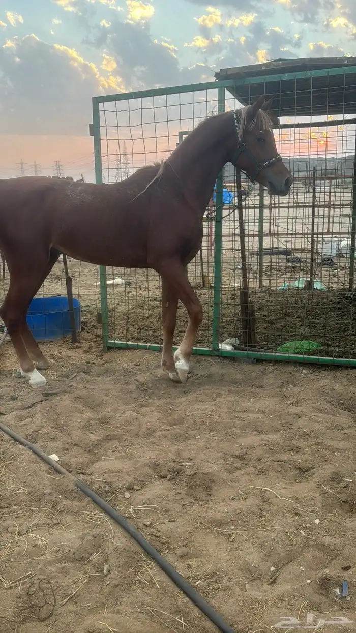 البيع حصان شعبي شيخ 2