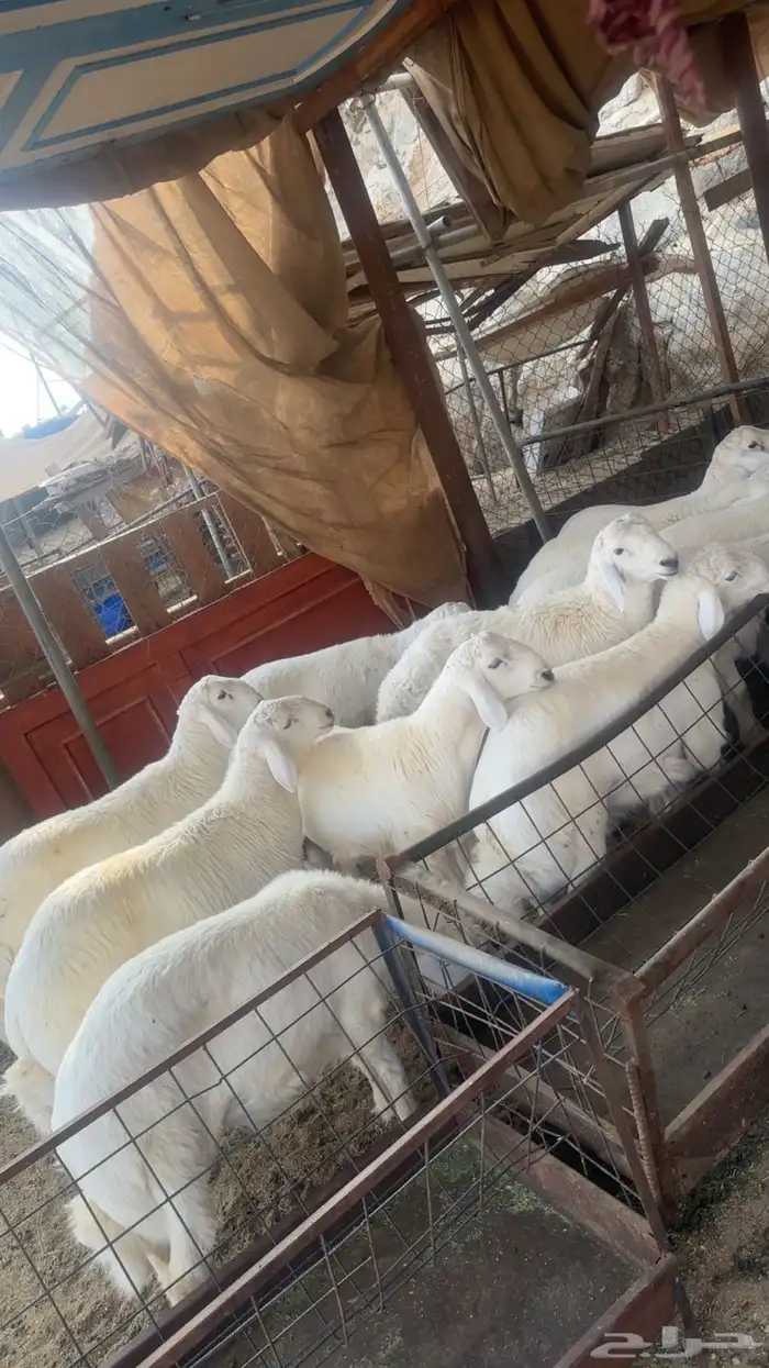 طليان طايفيه شي نظيف ومجمل 2