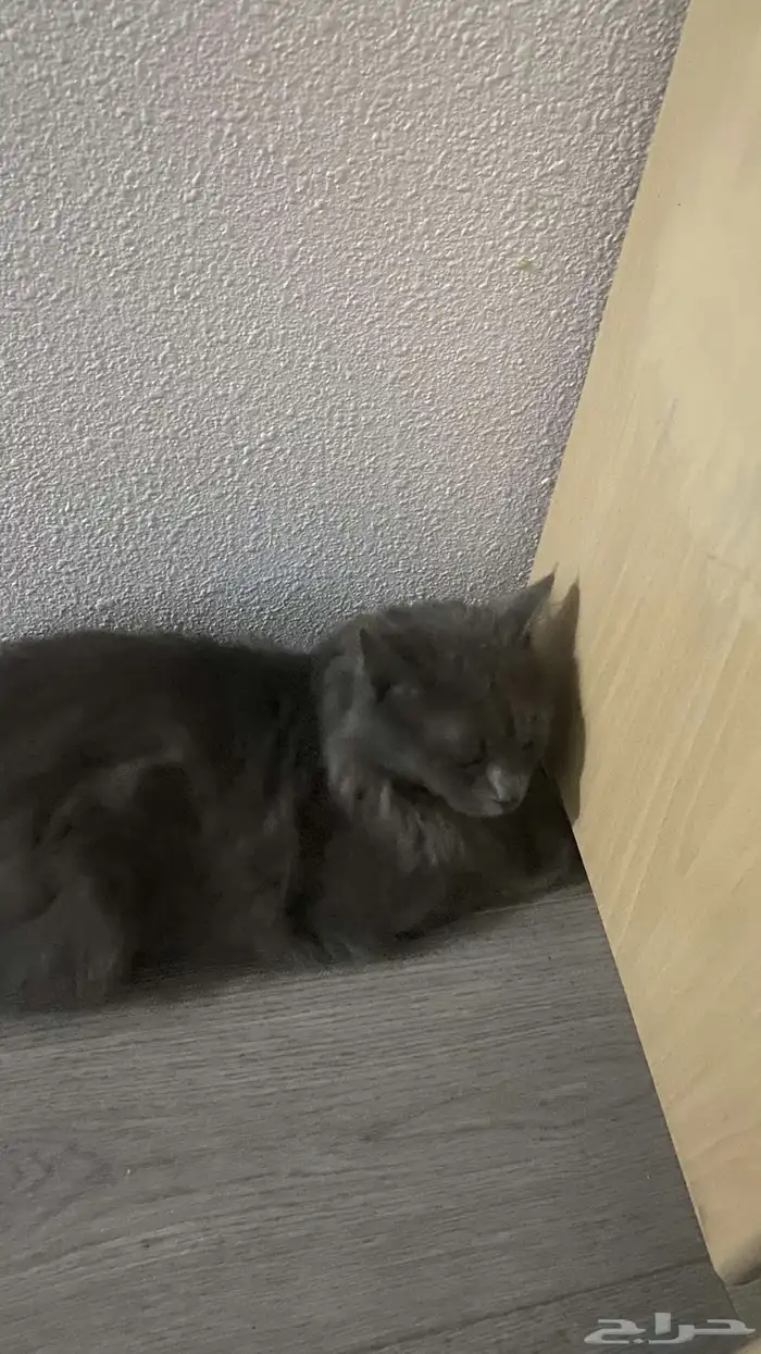 بسه شيرازي 1