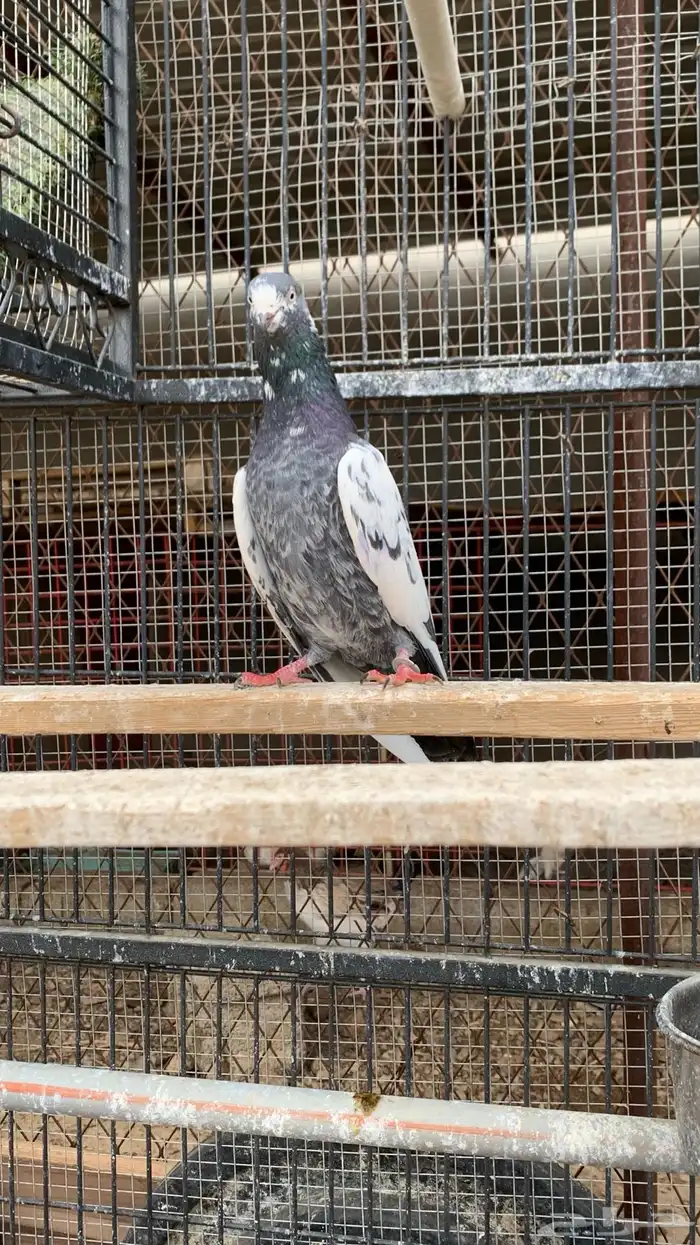 حمام باكستاني مع بيض من الأساسيات 11