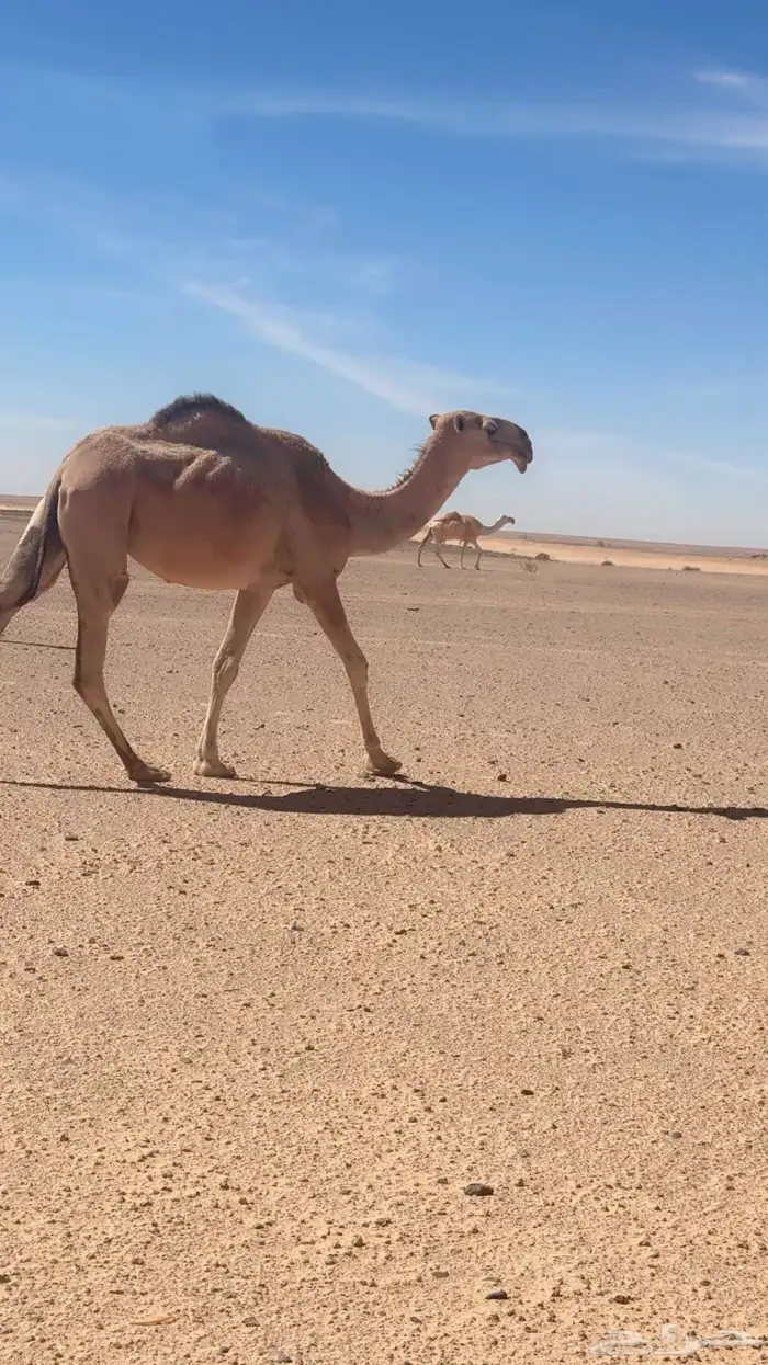 بكره عونية 0