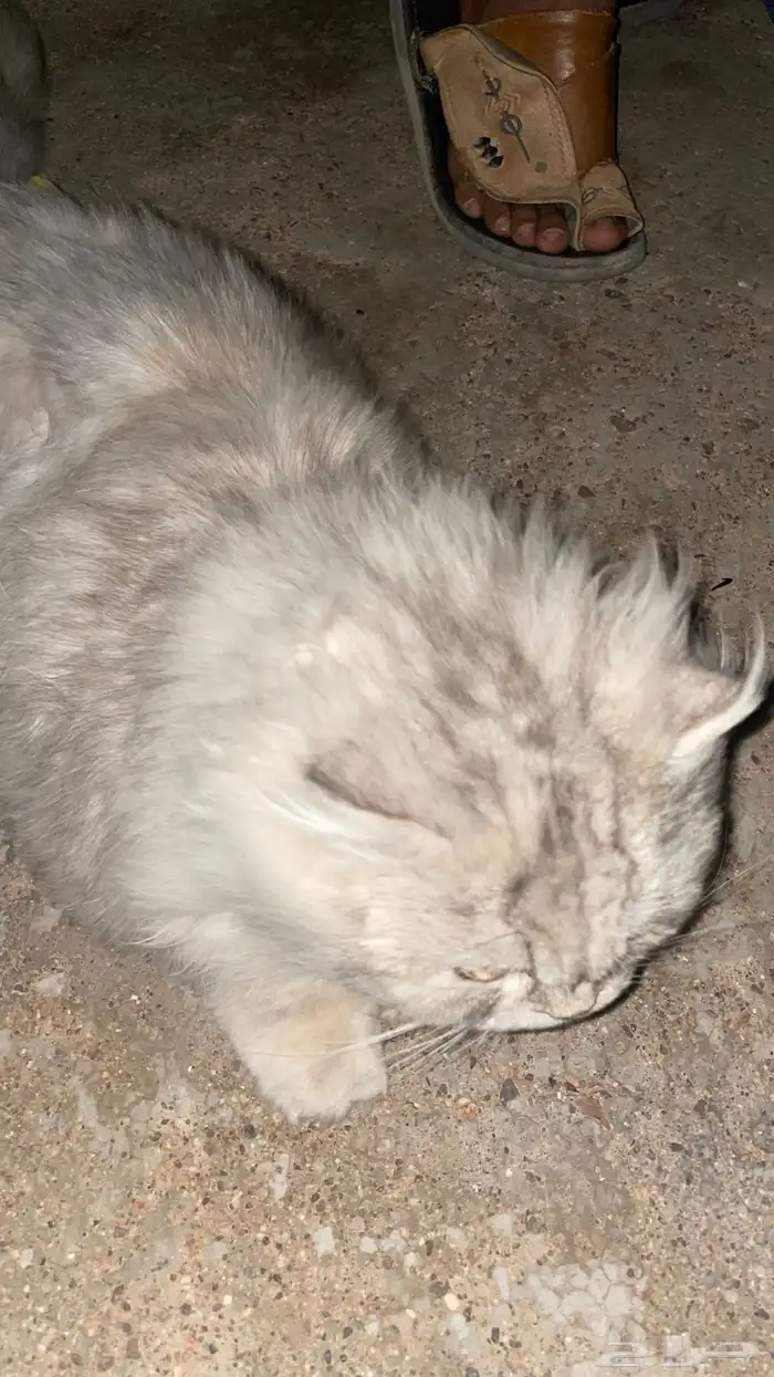 قط بيوت ممتاز جداا 0