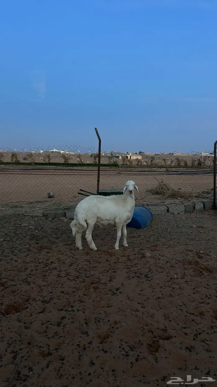 فحل حري فاخر 5