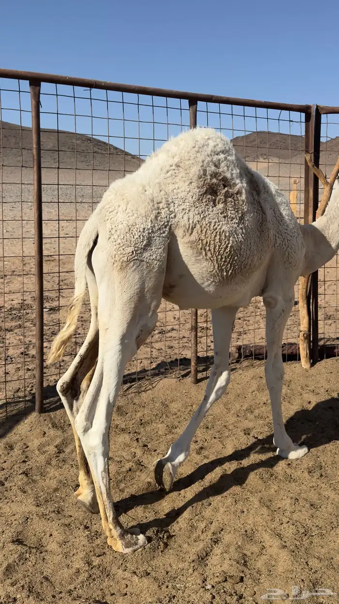 قعود للبيع 2