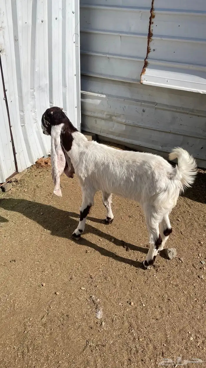 تبس فحل حجازي 3