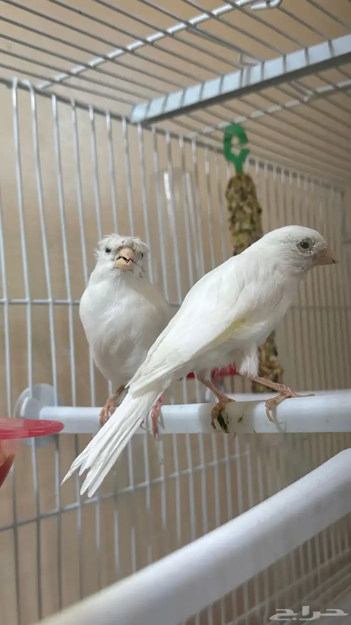 جوز كناري سوري 4