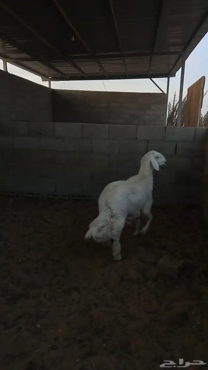 فحل حري فاخر 1