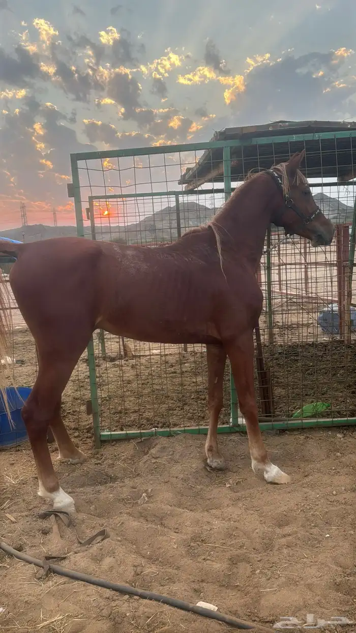 البيع حصان شعبي شيخ 11