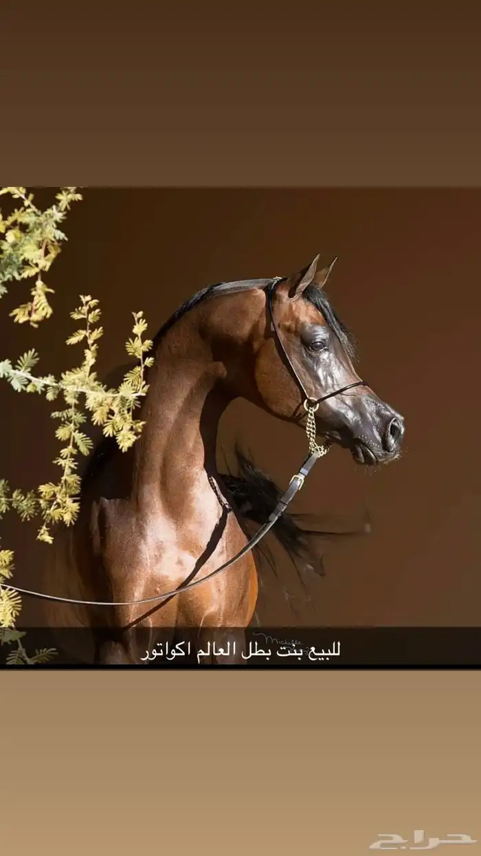 مهره واهو فاخره بنت بطل العالم اكواتور 0