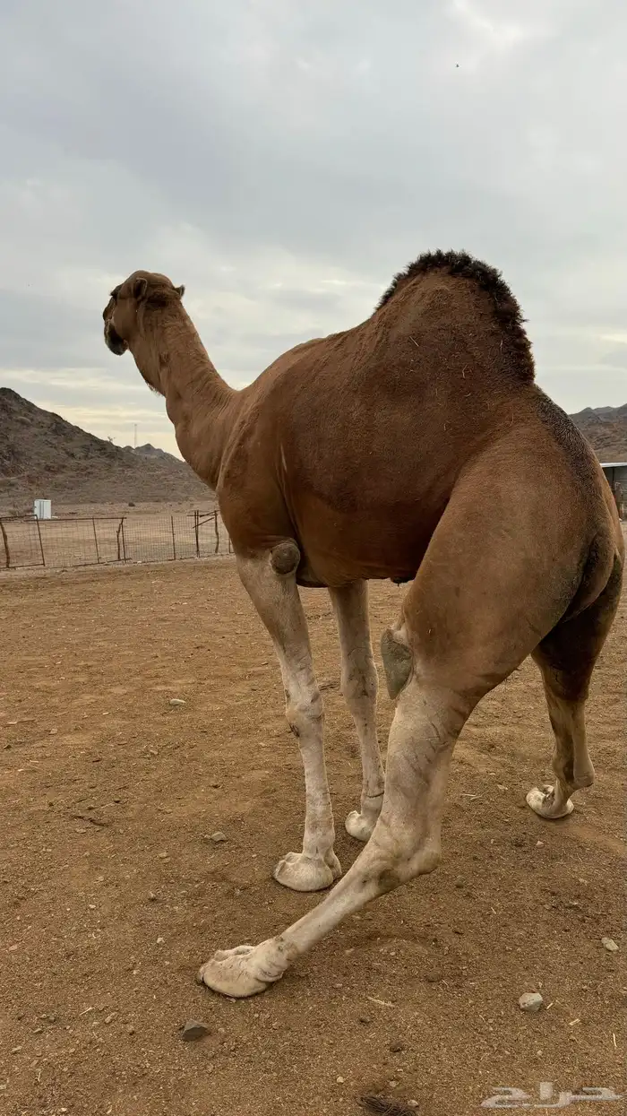 للبيع بعير احمر 4