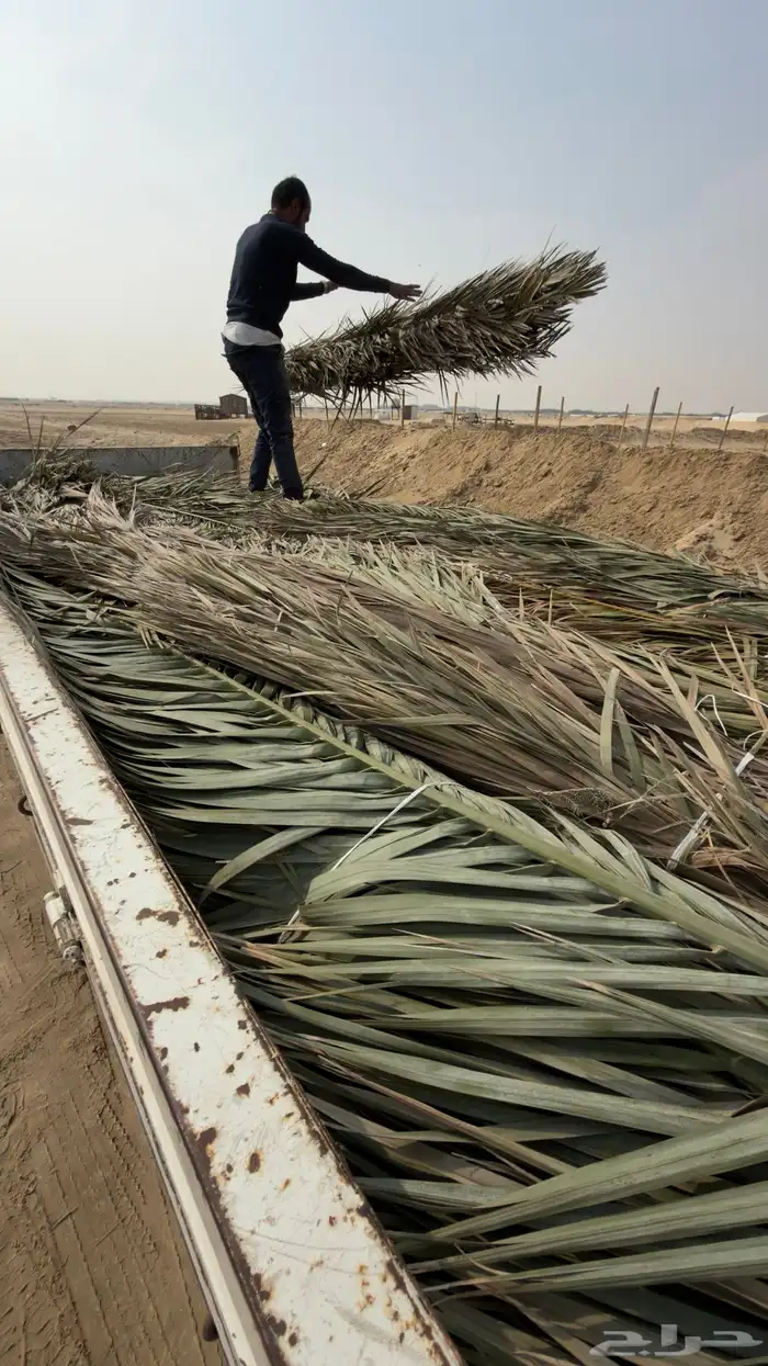 سعف جريد للبيع 1