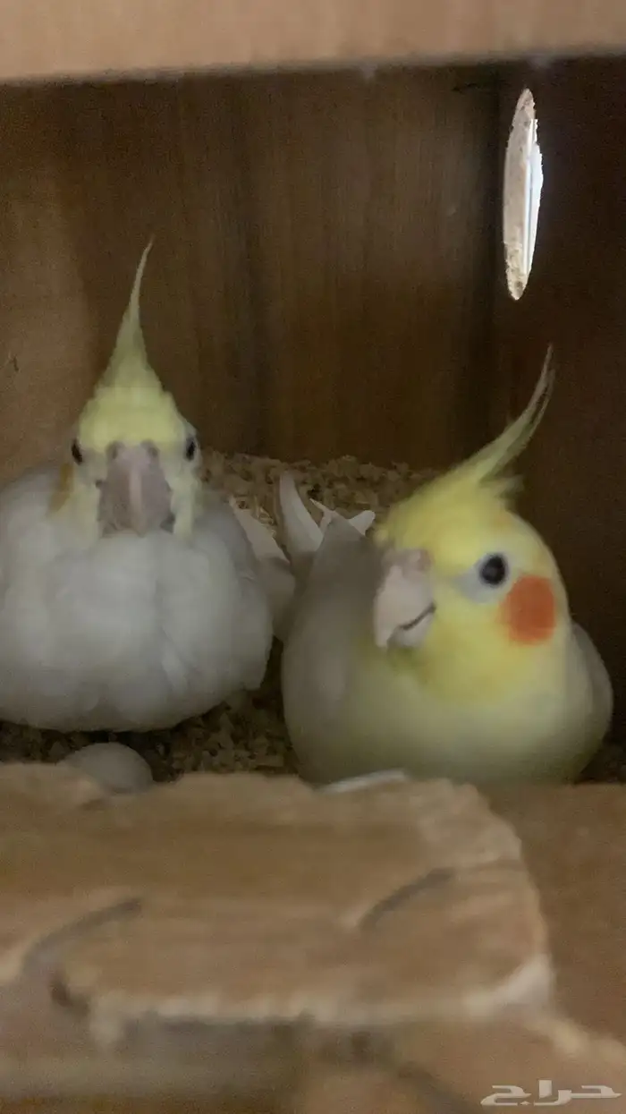 تصفيه على ازواج كروان وروز و كنيور 4