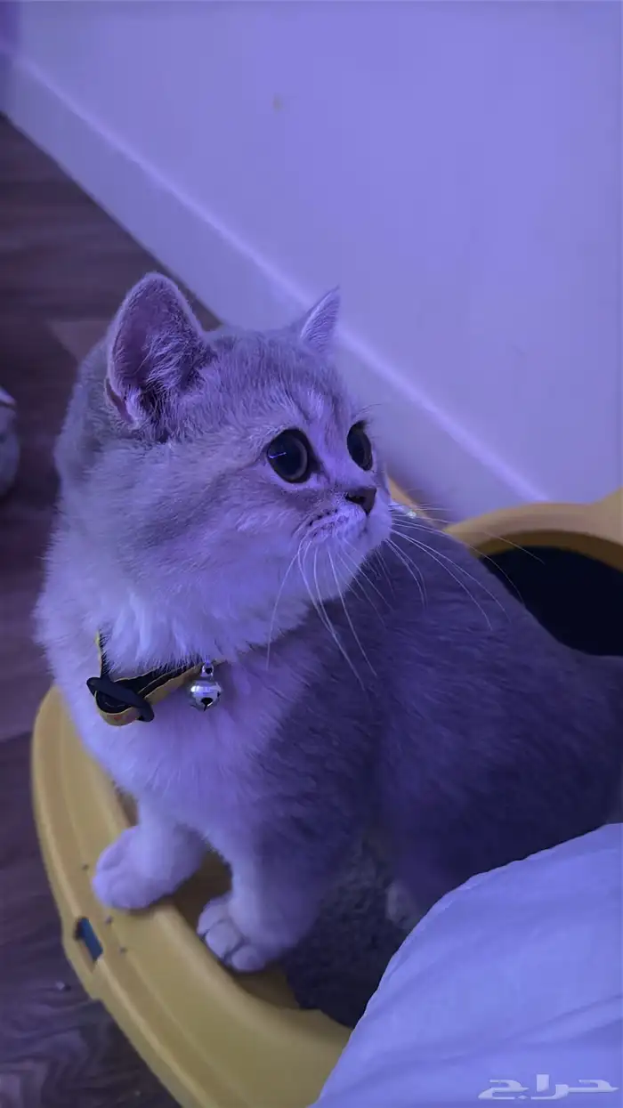 للبيع قطة سكوتش ستريت - British Mix 7