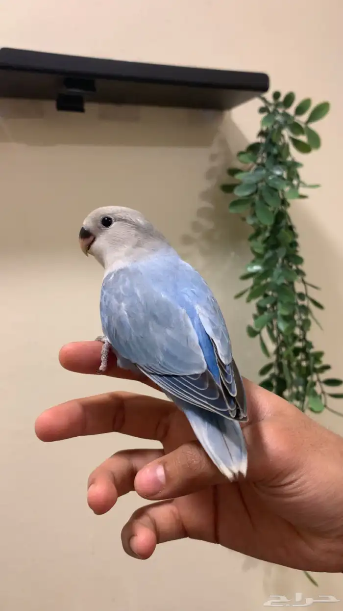 (مباع) روز بلو اليف جد ا هدد نشبه مفطوم (فاخر) 1