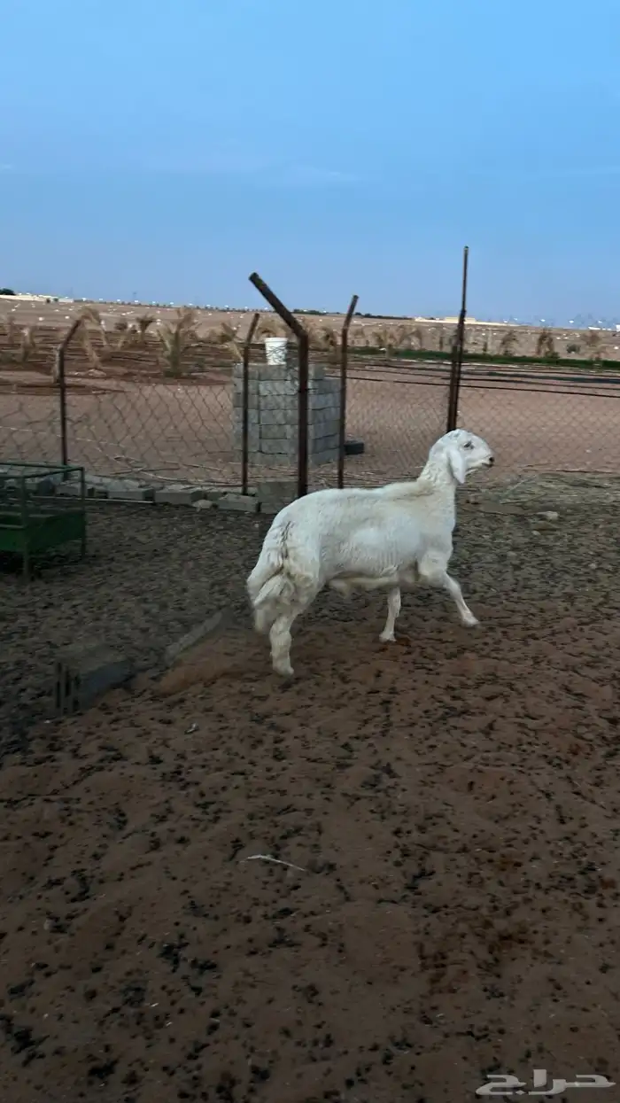 فحل حري فاخر 4