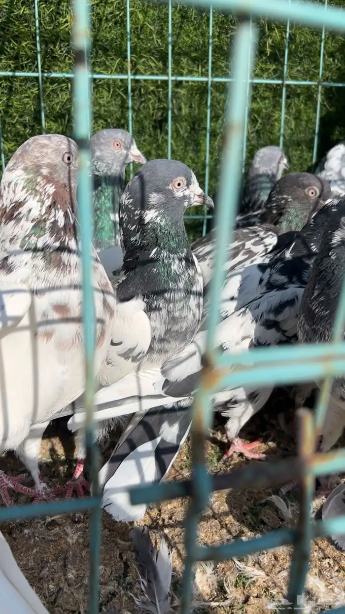 حمام باكستاني مشكل مطيار كلها وتقلب 14