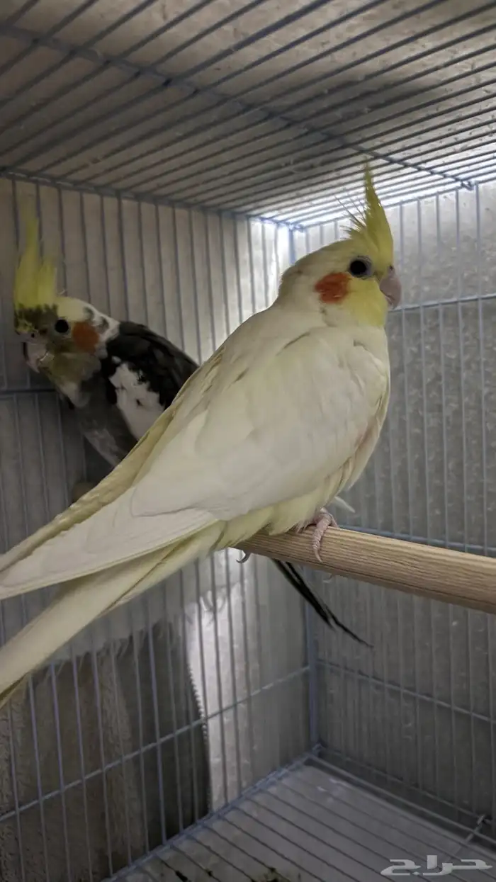 طيور كروان أليفه ( ذكر وانثى ) 0