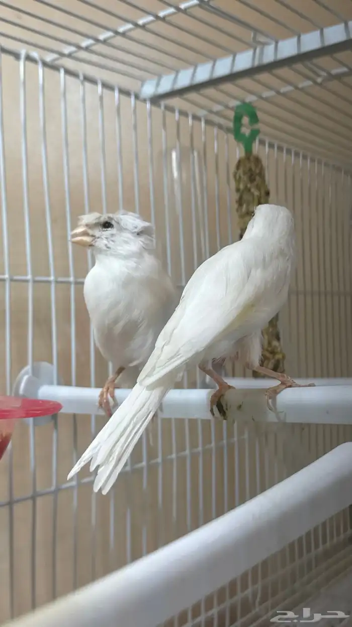 جوز كناري سوري 1