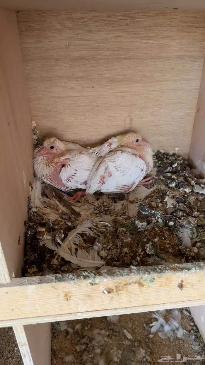 حمام فرنسي 6