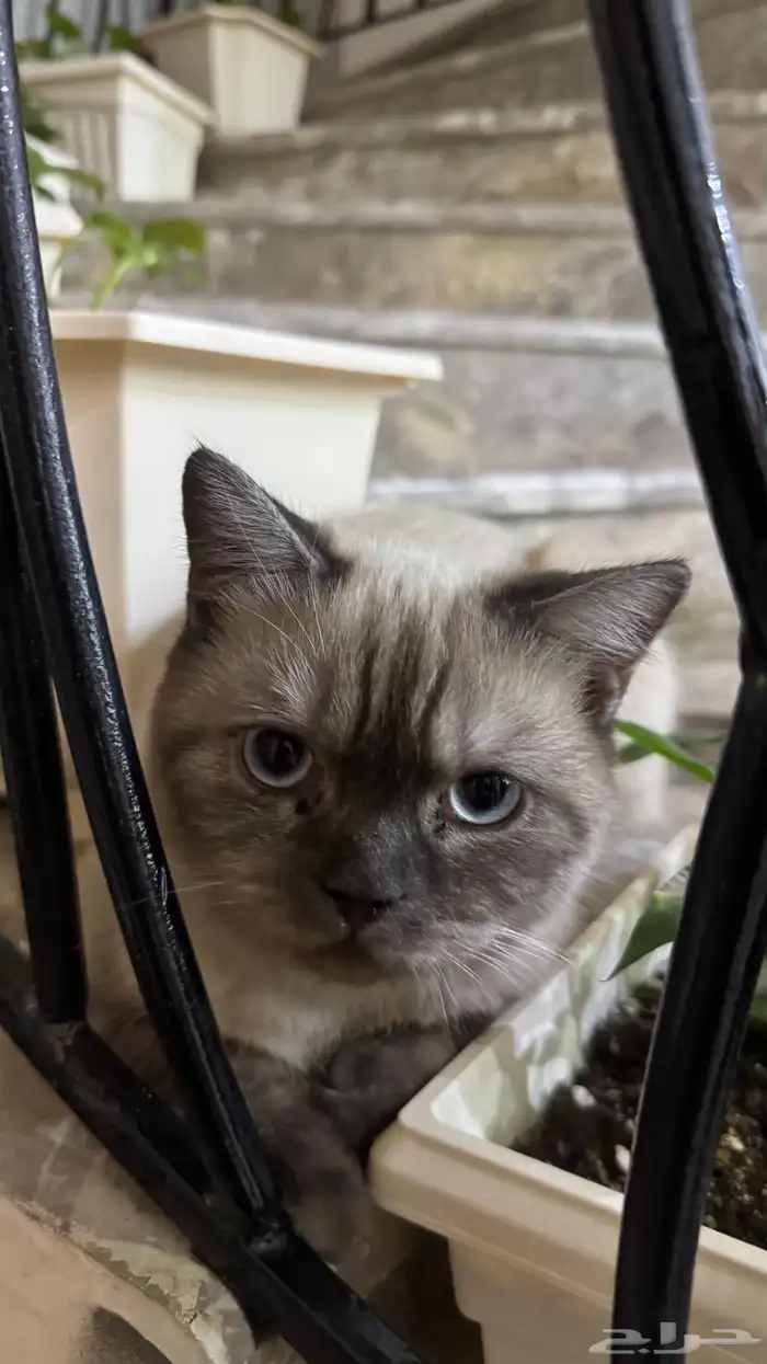 قط ذكر -6 شهور من دون تطعيم - مهجن سكوتش هملايا 0