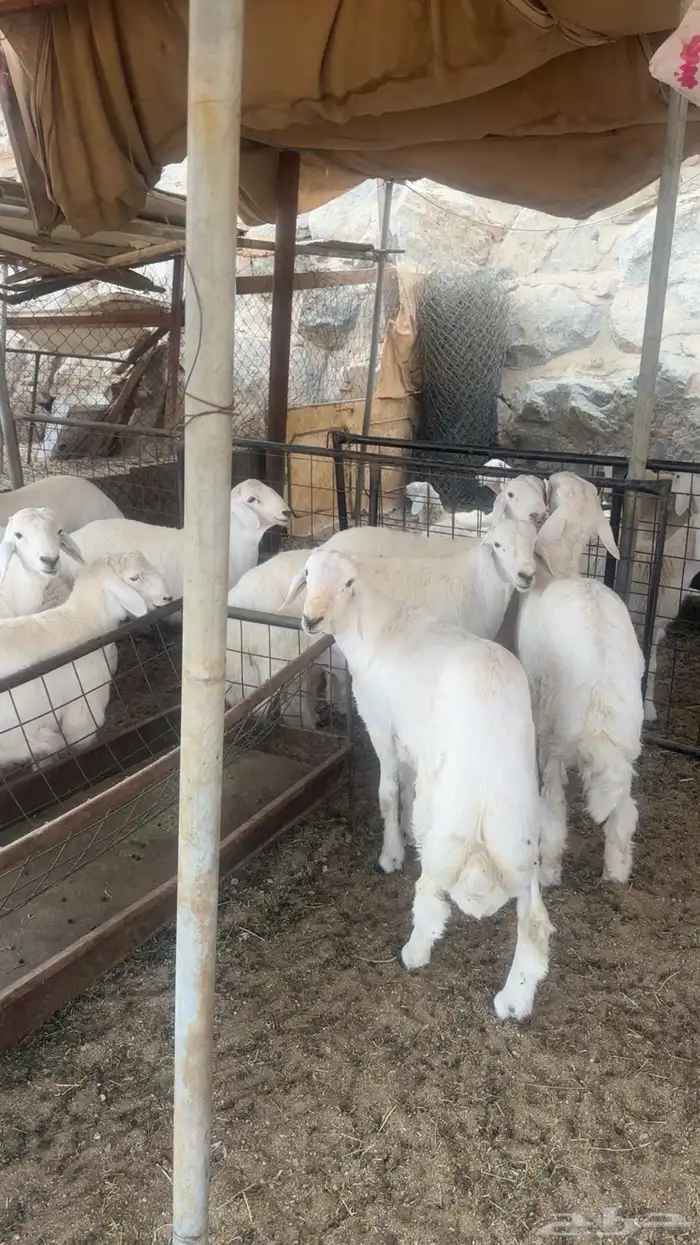 طليان طايفيه شي نظيف ومجمل 1