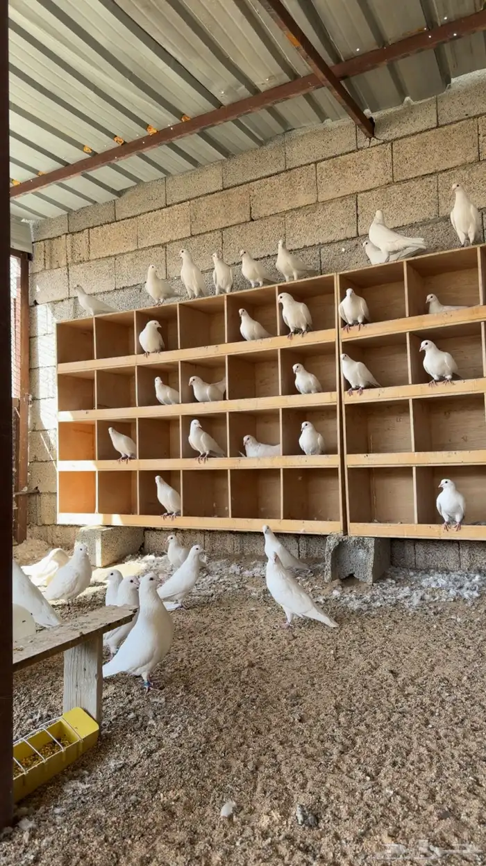 حمام فرنسي 5